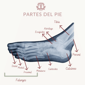 foto de las partes del pie con flechas en ls que se indica cada hueso en una radiografía