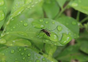 foto de mosquito en una hoja con agua